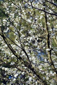 flowering plum